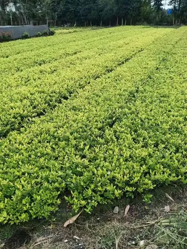 便宜的园林景观设计